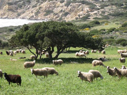 land naxos