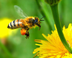 honey