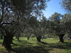 olive_trees